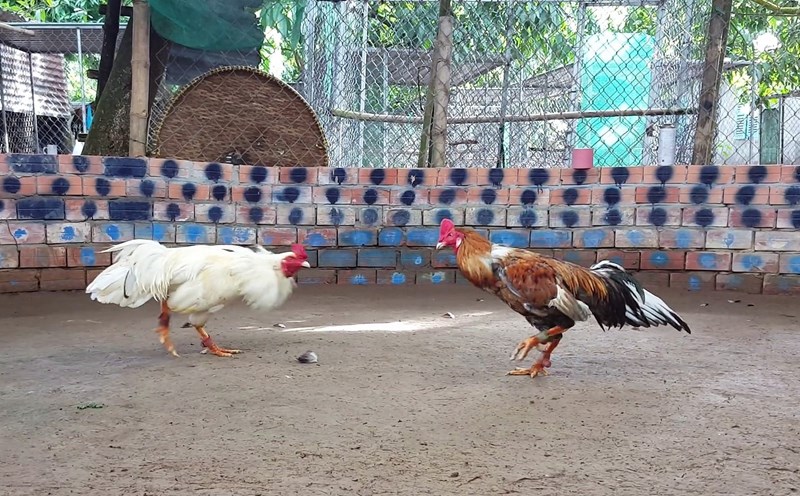 Đá Gà 23win04 - Bảo mật dữ liệu và giao dịch an toàn